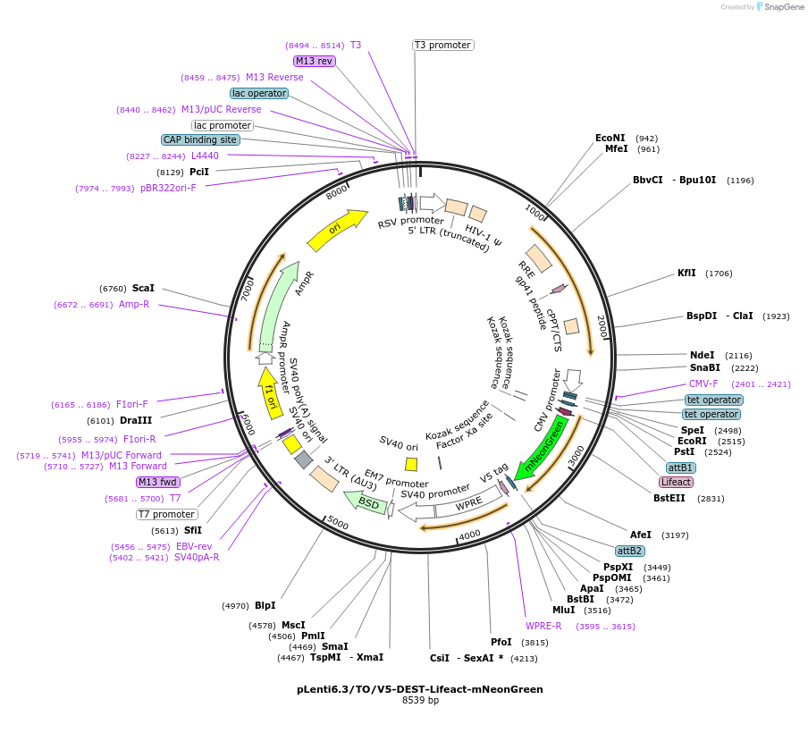 225494-plasmid-map-sequence-id-498292
