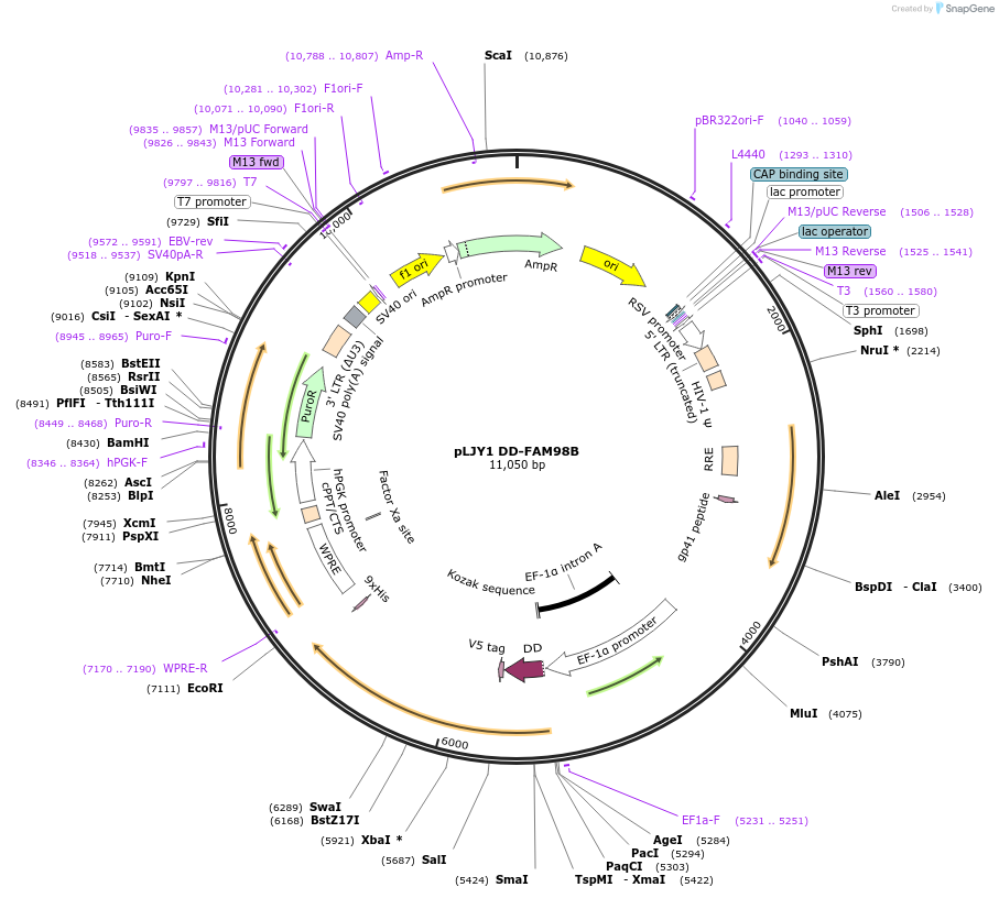 211352-plasmid-map-sequence-id-498317