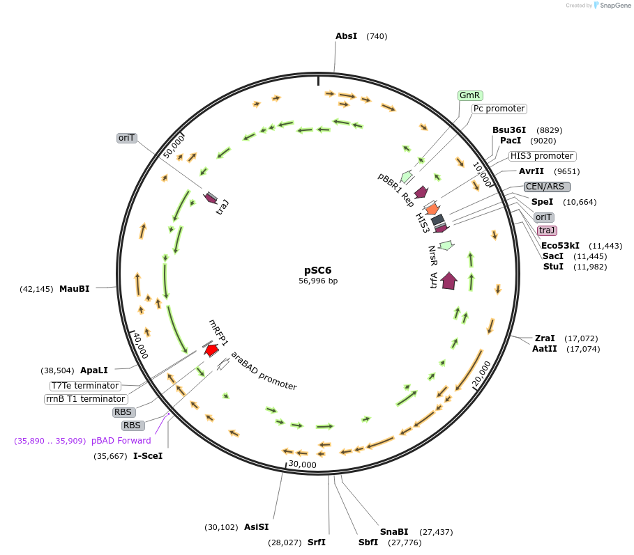233020-plasmid-map-sequence-id-498318