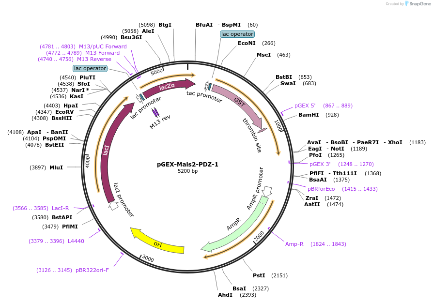 250108-plasmid-map-sequence-id-498319