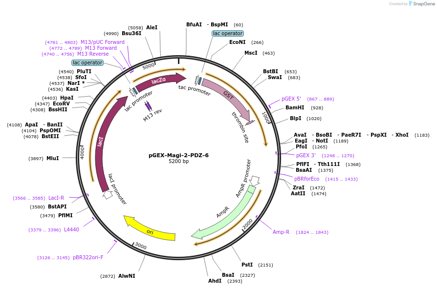 250105-plasmid-map-sequence-id-498320