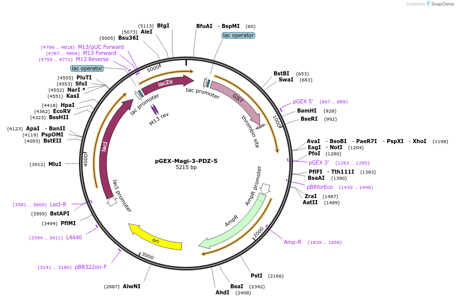 250107-plasmid-map-sequence-id-498323
