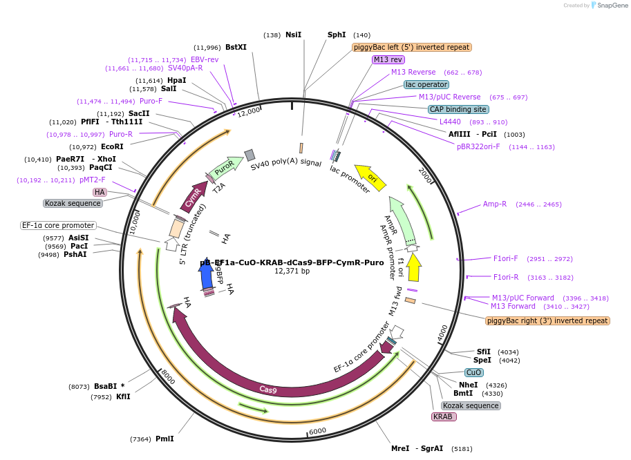 248161-plasmid-map-sequence-id-498325