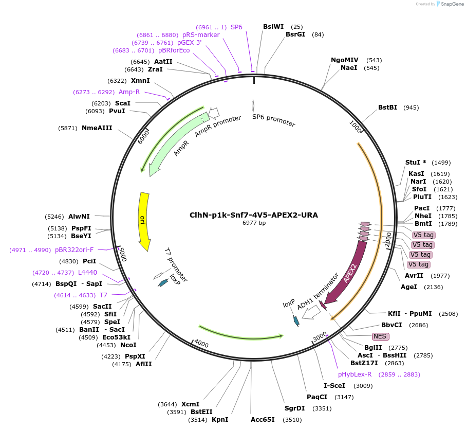 207058-plasmid-map-sequence-id-498330