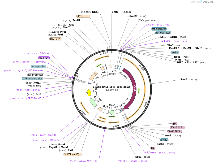 248568-plasmid-map-sequence-id-498334