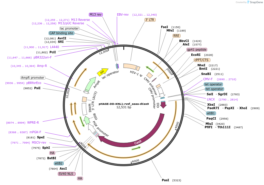 248565-plasmid-map-sequence-id-498336