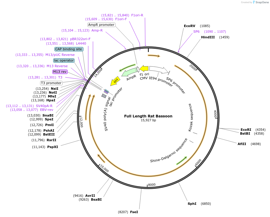 250160-plasmid-map-sequence-id-498354