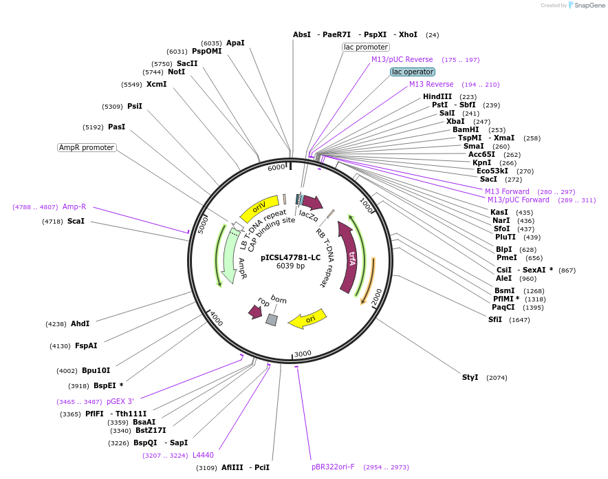 245717-plasmid-map-sequence-id-498371