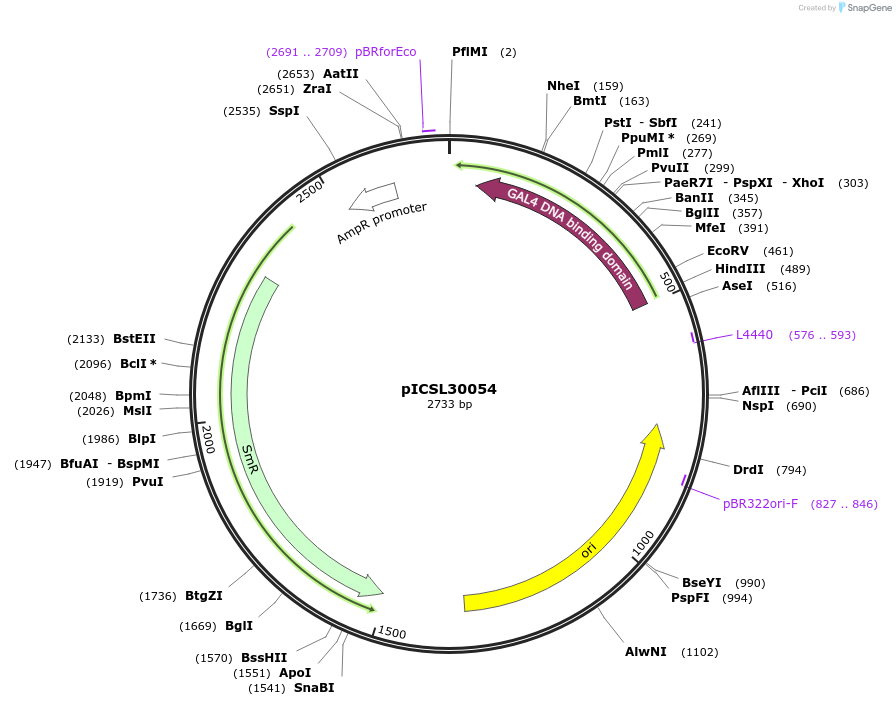 245557-plasmid-map-sequence-id-498374