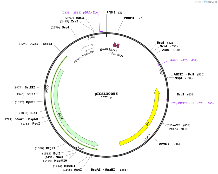 245558-plasmid-map-sequence-id-498377