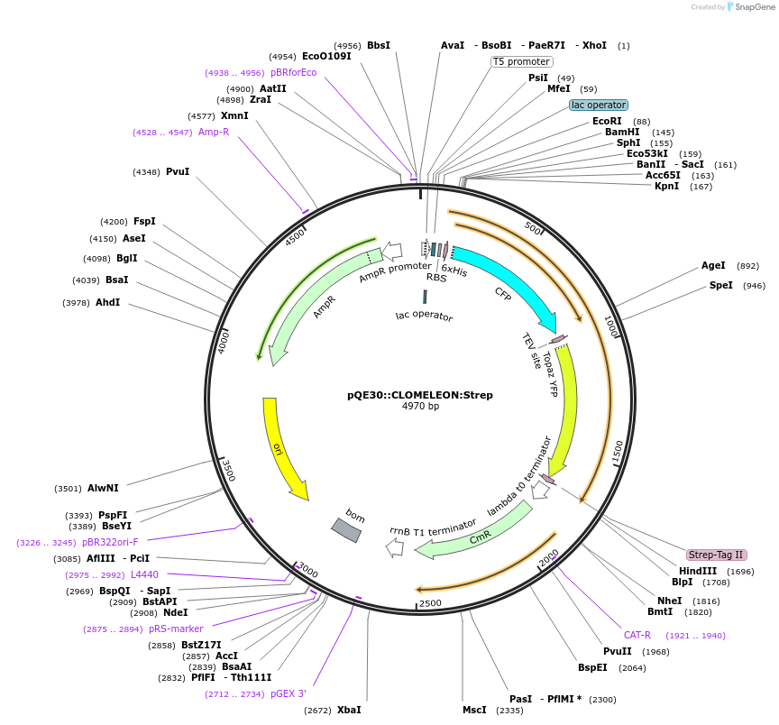 247989-plasmid-map-sequence-id-498402
