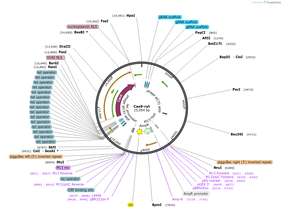 246021-plasmid-map-sequence-id-498404
