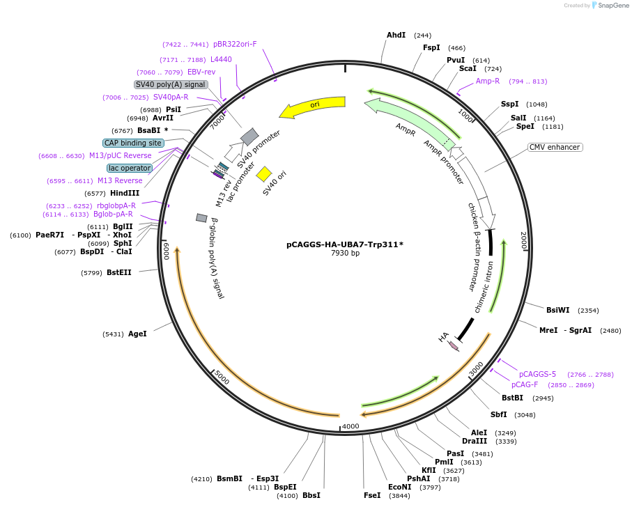 251244-plasmid-map-sequence-id-498410