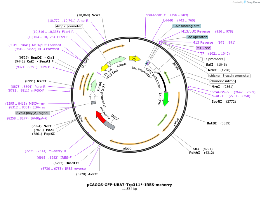 251245-plasmid-map-sequence-id-498423