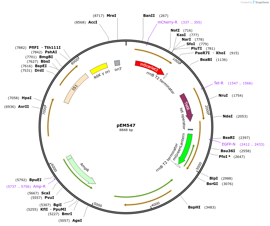 248742-plasmid-map-sequence-id-498428