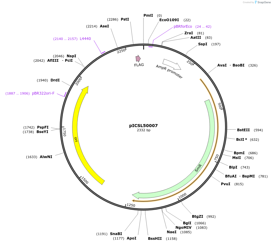50308-plasmid-map-sequence-id-498441
