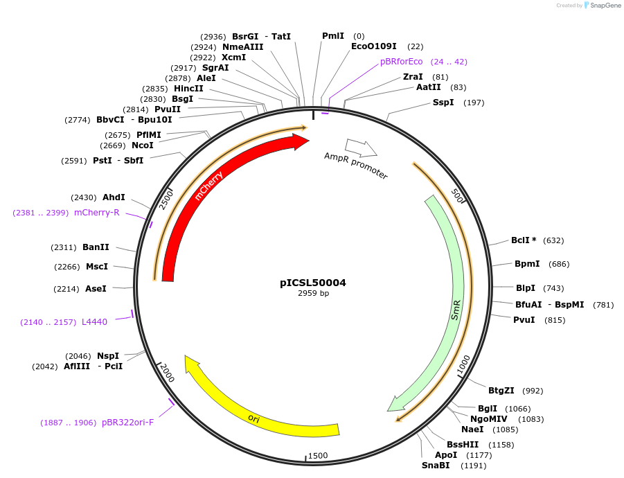 50316-plasmid-map-sequence-id-498442