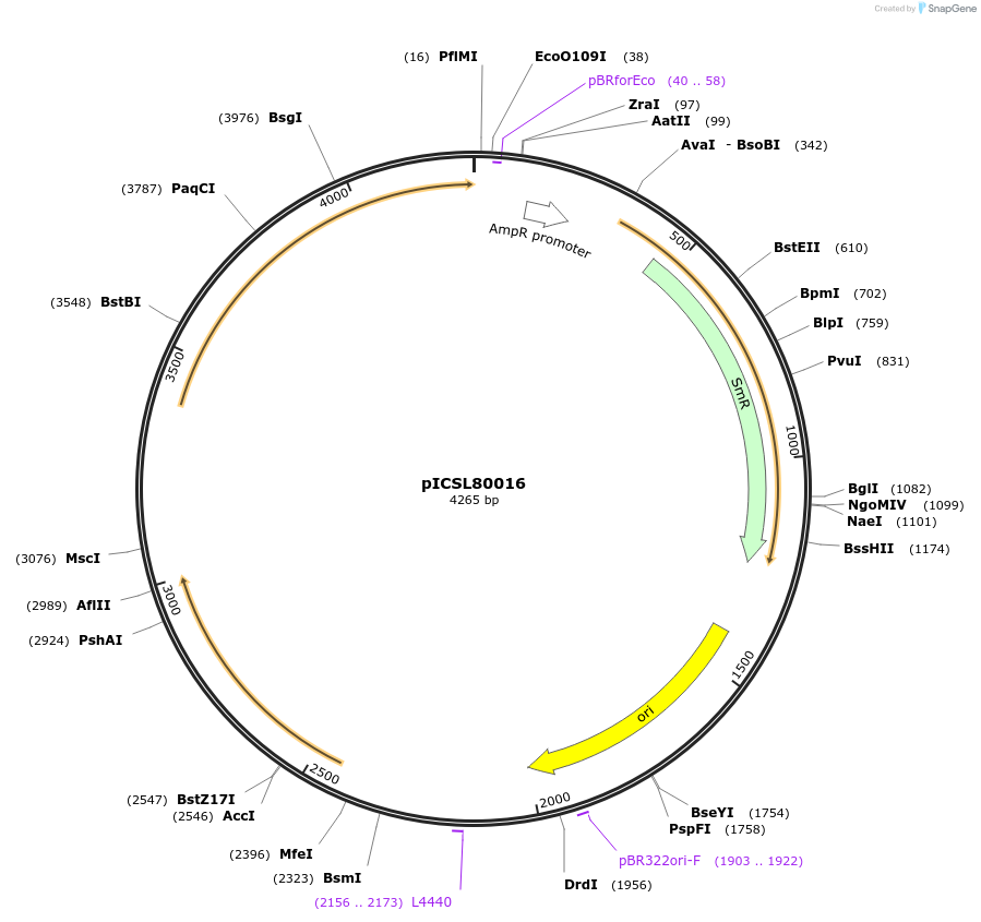 50332-plasmid-map-sequence-id-498445