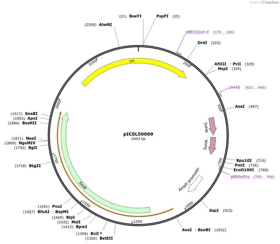 50309-plasmid-map-sequence-id-498452
