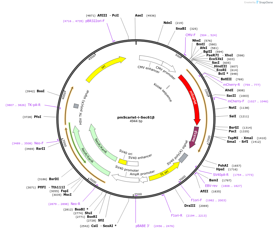 250997-plasmid-map-sequence-id-498459