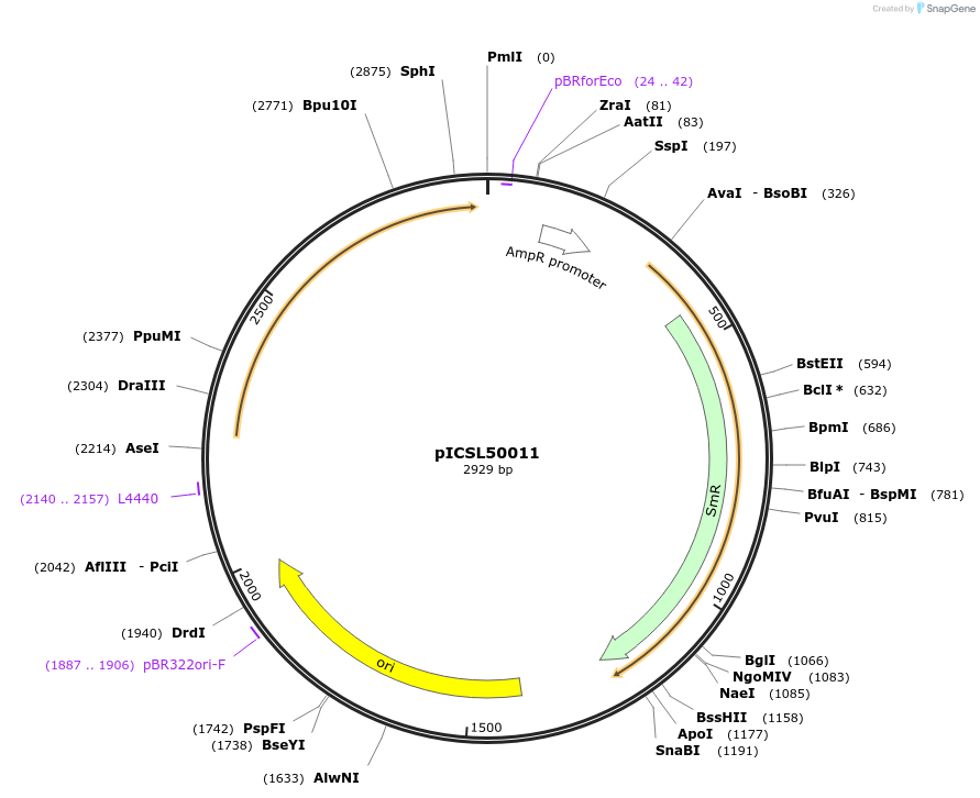 50317-plasmid-map-sequence-id-498463