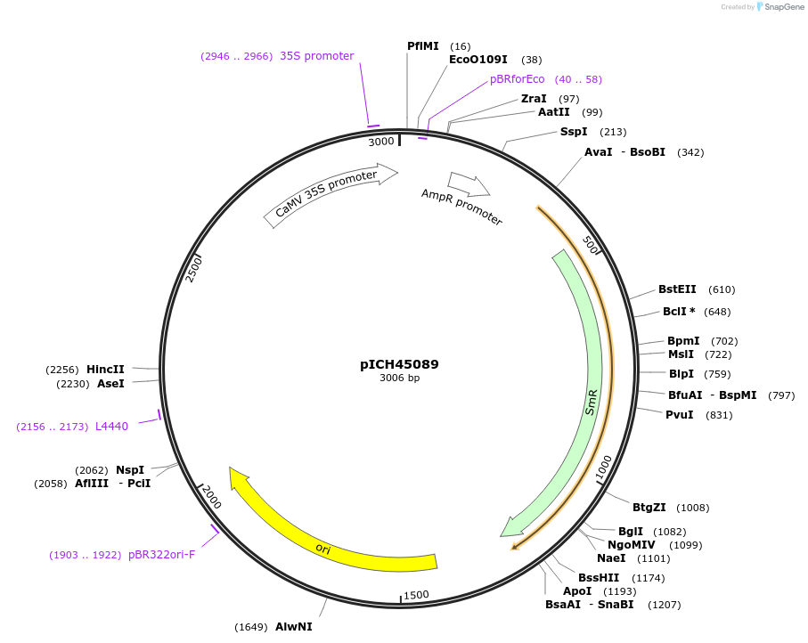 50254-plasmid-map-sequence-id-498466