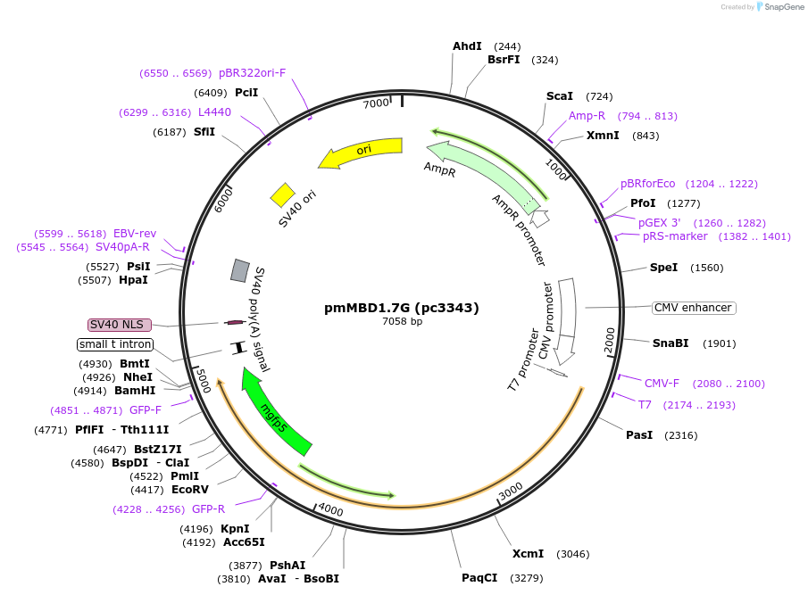 246870-plasmid-map-sequence-id-498470
