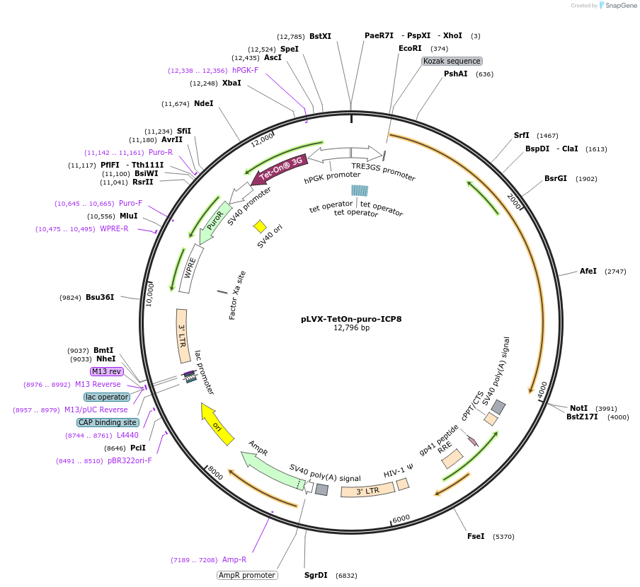 250616-plasmid-map-sequence-id-498471