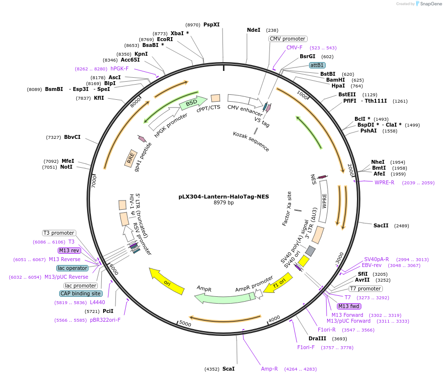 250919-plasmid-map-sequence-id-498472