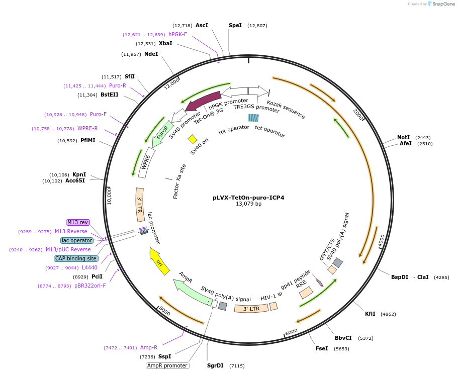 250611-plasmid-map-sequence-id-498475