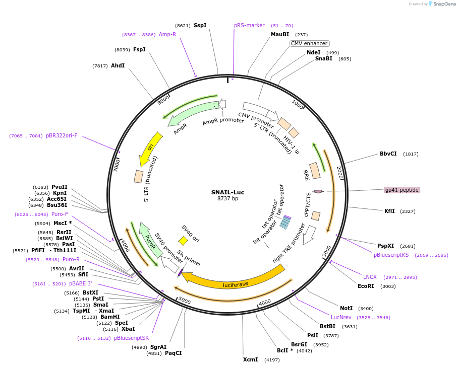 250936-plasmid-map-sequence-id-498480