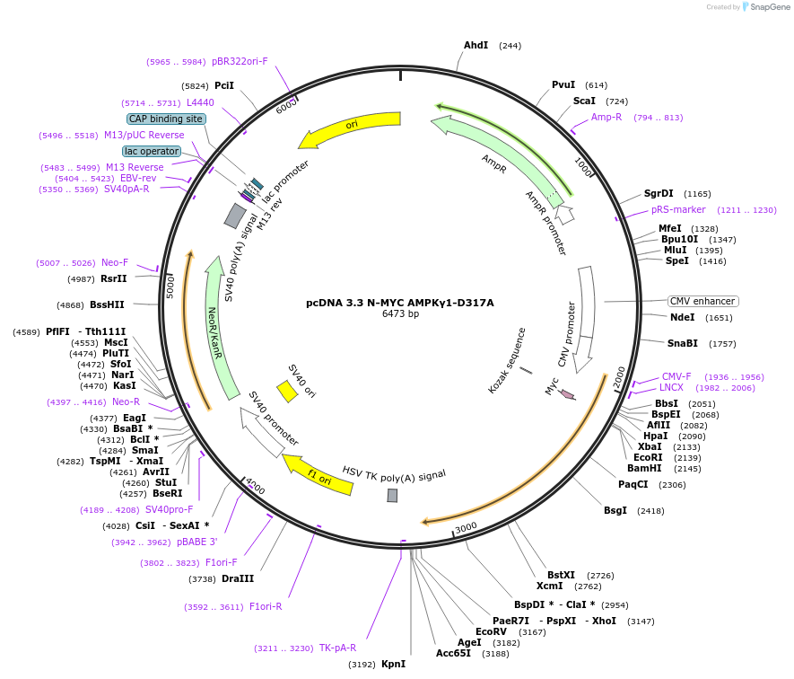 249433-plasmid-map-sequence-id-498482