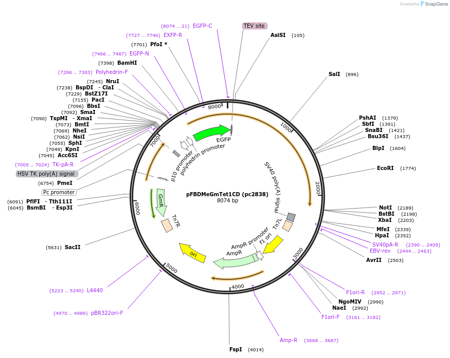 246924-plasmid-map-sequence-id-498483