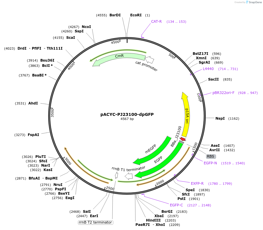 249257-plasmid-map-sequence-id-498486