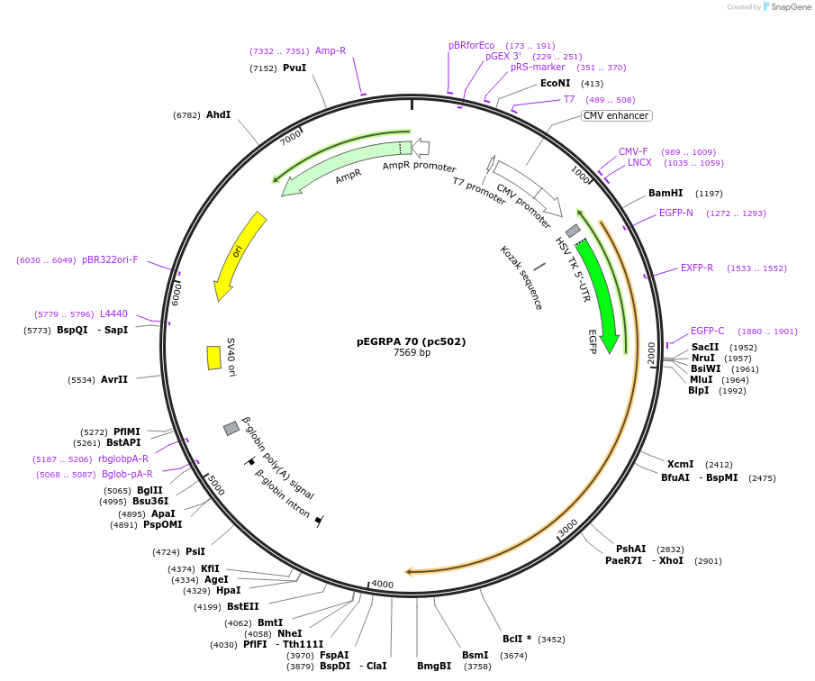 247053-plasmid-map-sequence-id-498492