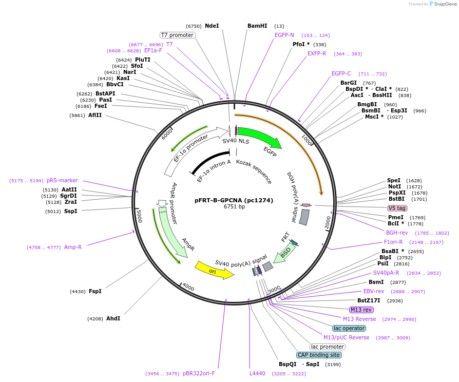 247001-plasmid-map-sequence-id-498493