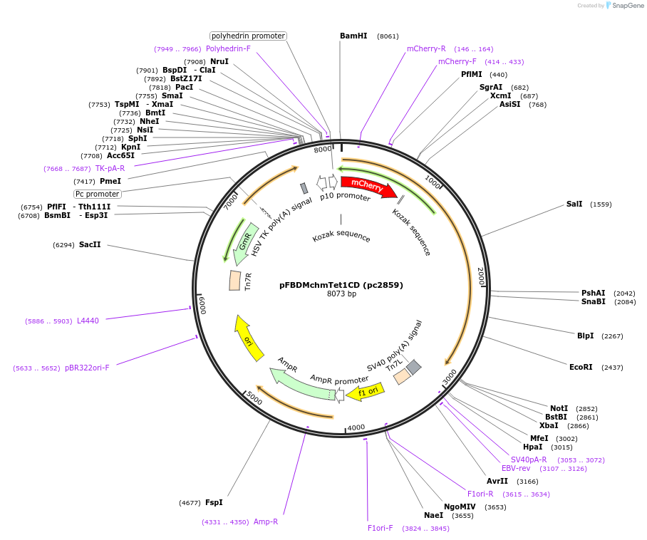 246925-plasmid-map-sequence-id-498497