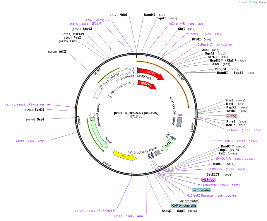 247000-plasmid-map-sequence-id-498500