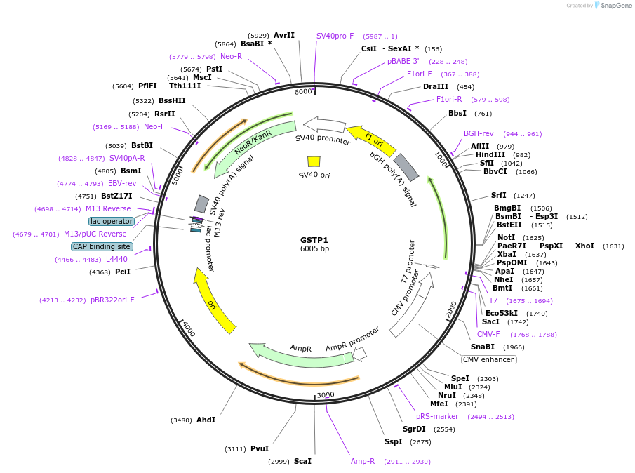 250727-plasmid-map-sequence-id-498501