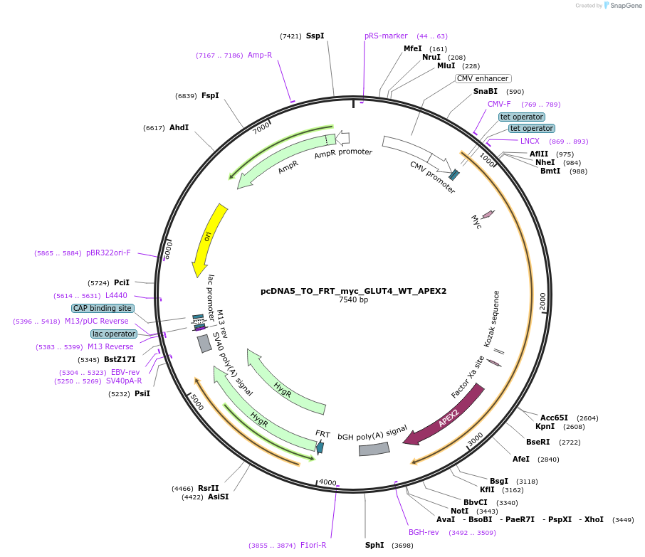 250766-plasmid-map-sequence-id-498505