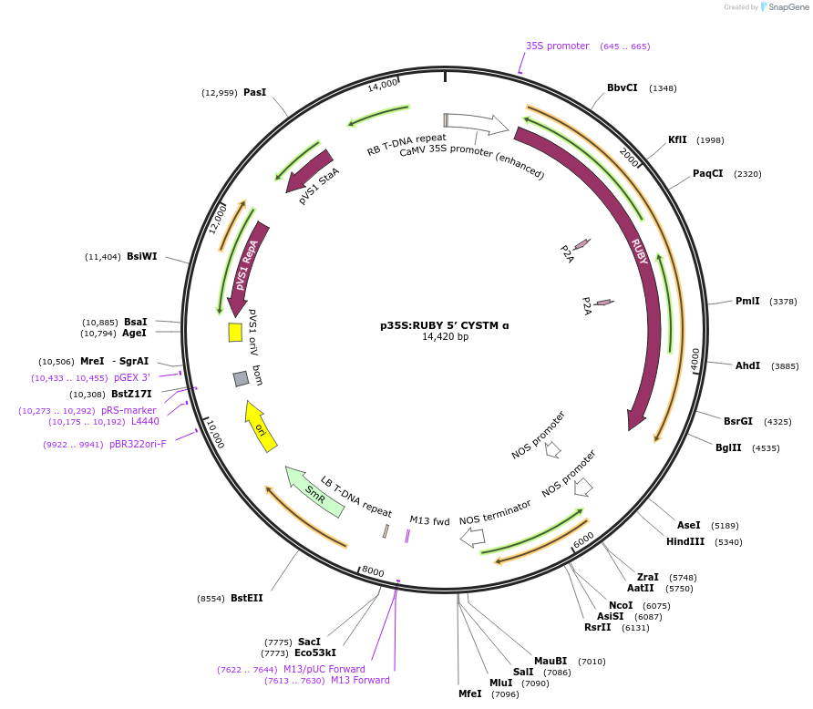 247493-plasmid-map-sequence-id-498507