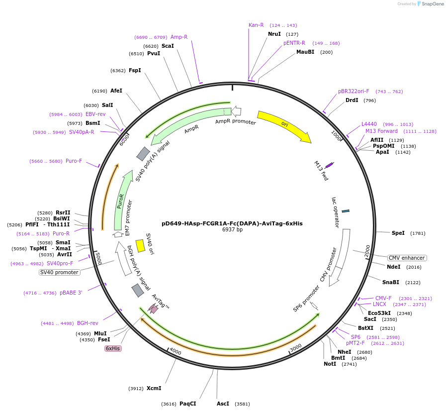 156718-plasmid-map-sequence-id-498518