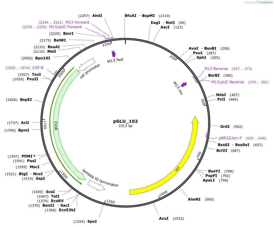 249828-plasmid-map-sequence-id-498530