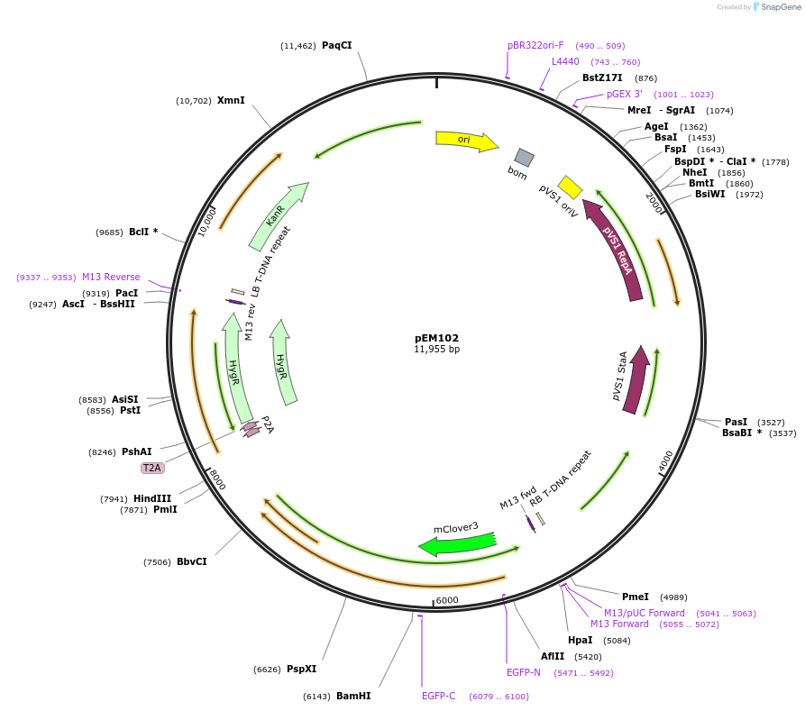 250585-plasmid-map-sequence-id-498560