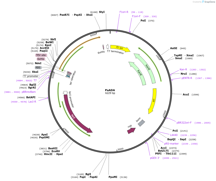 250880-plasmid-map-sequence-id-498567