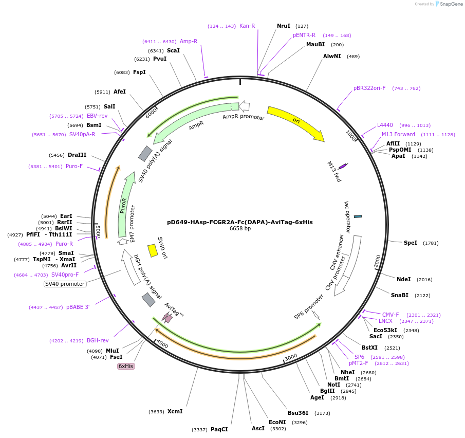 156590-plasmid-map-sequence-id-498568
