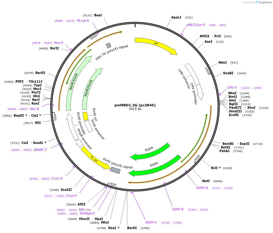 246849-plasmid-map-sequence-id-498570