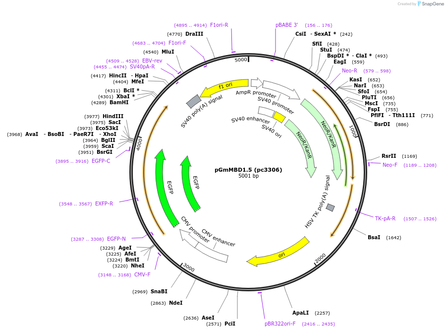 246852-plasmid-map-sequence-id-498572