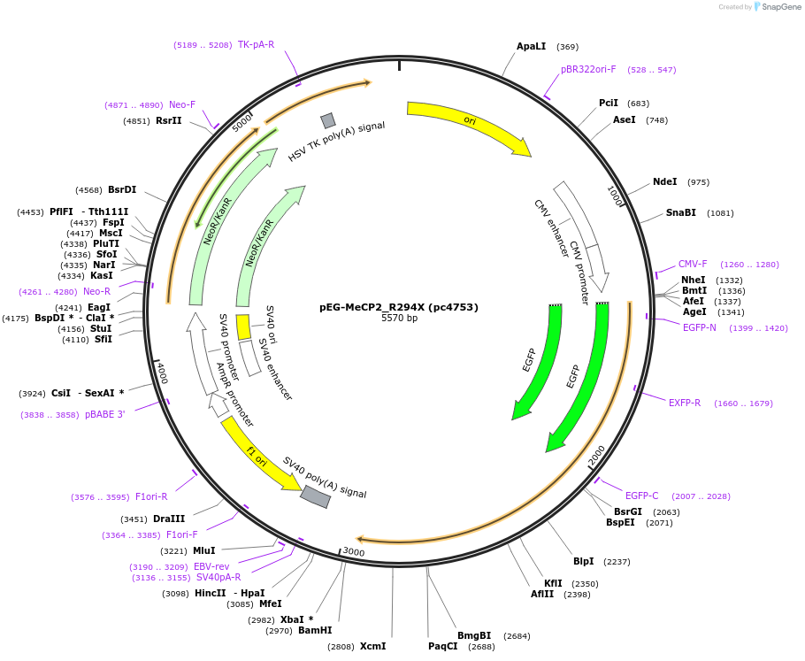 248580-plasmid-map-sequence-id-498573