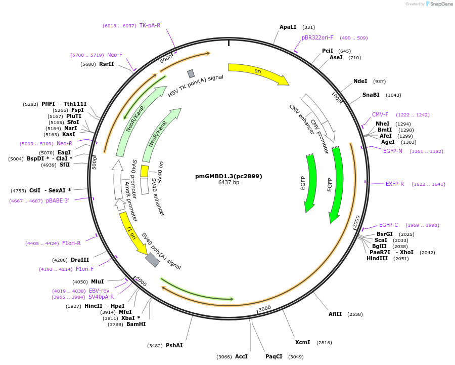 246850-plasmid-map-sequence-id-498575